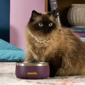 A black and orange cat sitting beside an Owala Pet Bowl